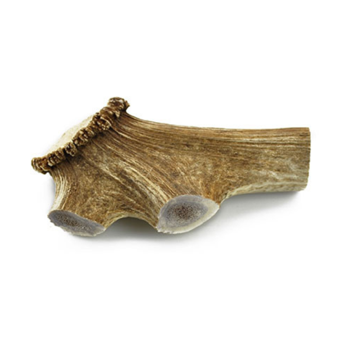 CE004 CERVUS ELAPHUS - Image 1